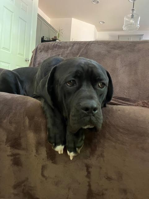 Barklee, an adoptable Mastiff, Cane Corso in Cumming, GA, 30040 | Photo Image 3