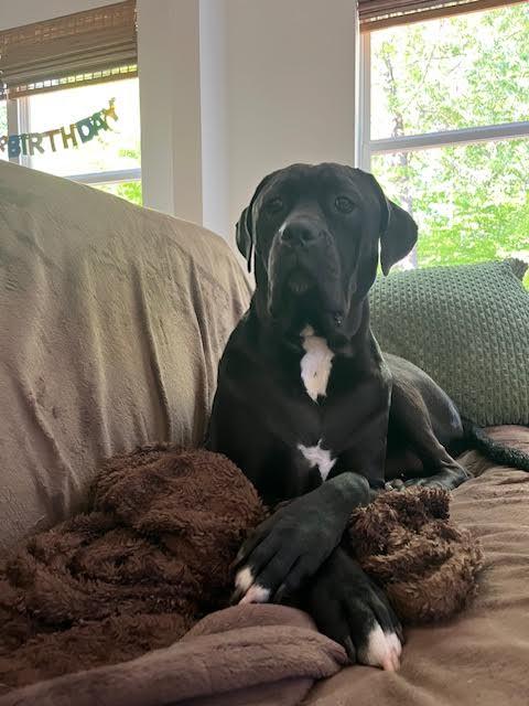 Barklee, an adoptable Mastiff, Cane Corso in Cumming, GA, 30040 | Photo Image 4