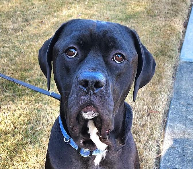 Enlarge Barklee, a Adoptable mixed breed in Cumming, GA image 1/6