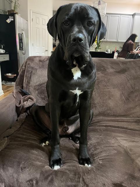 Barklee, an adoptable Mastiff, Cane Corso in Cumming, GA, 30040 | Photo Image 5