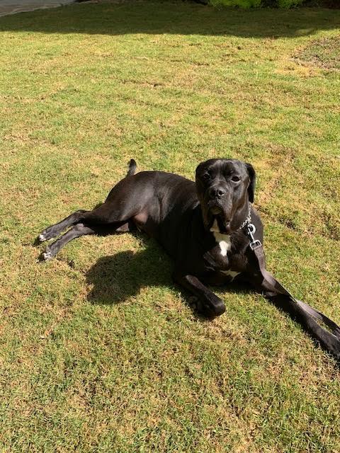 Barklee, an adoptable Mastiff, Cane Corso in Cumming, GA, 30040 | Photo Image 6