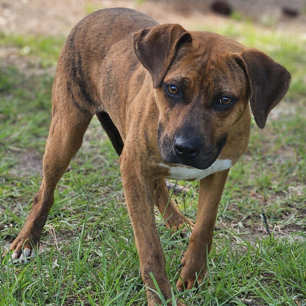 Mitzie, a Adoptable mixed breed in Hattiesburg, MS image 1/6