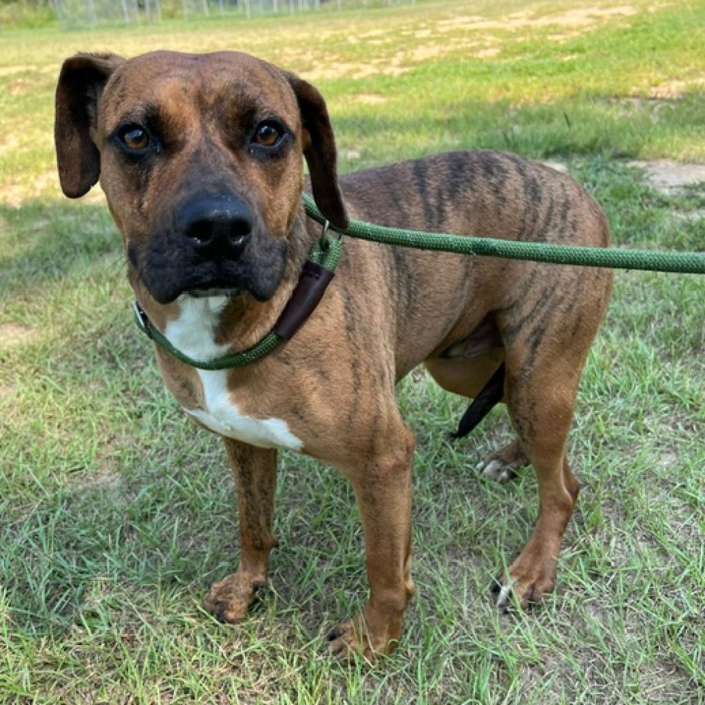 Mitzie, a Adoptable mixed breed in Hattiesburg, MS image 2/6