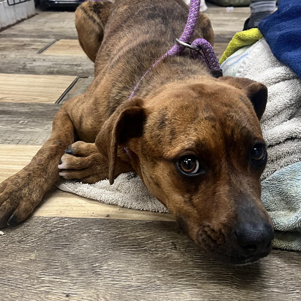 Mitzie, a Adoptable mixed breed in Hattiesburg, MS image 4/6