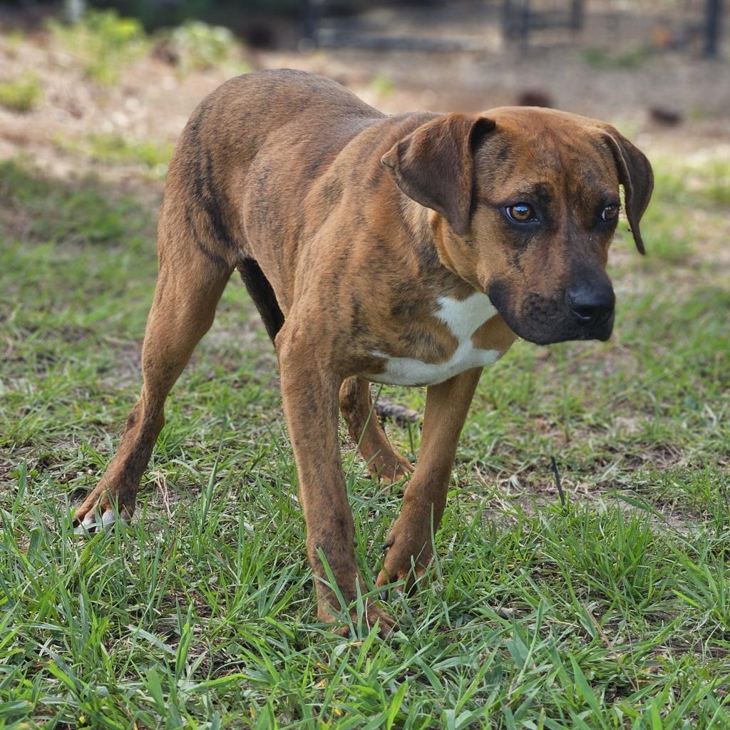 Mitzie, a Adoptable mixed breed in Hattiesburg, MS image 6/6