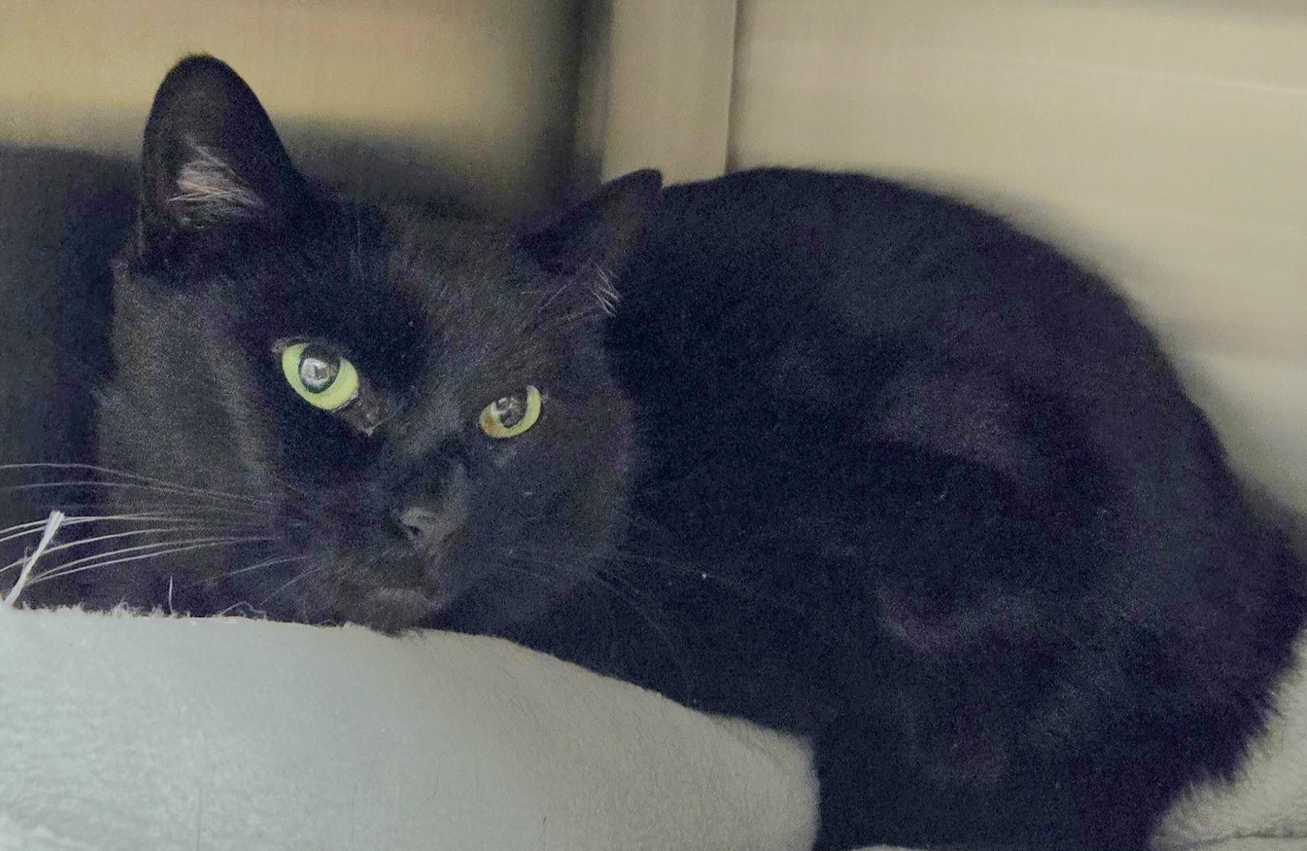 Enlarge Athena, a ADOPTABLE Domestic Short Hair in Bluffton, IN image 1/1