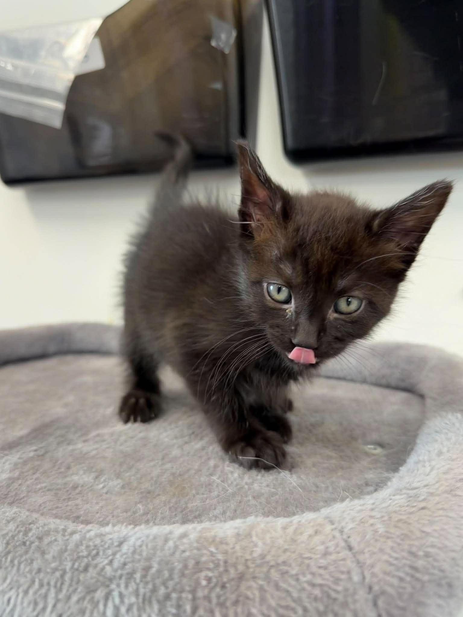 Enlarge Asteria, a Adoptable Domestic Short Hair in Roosevelt, UT image 1/5