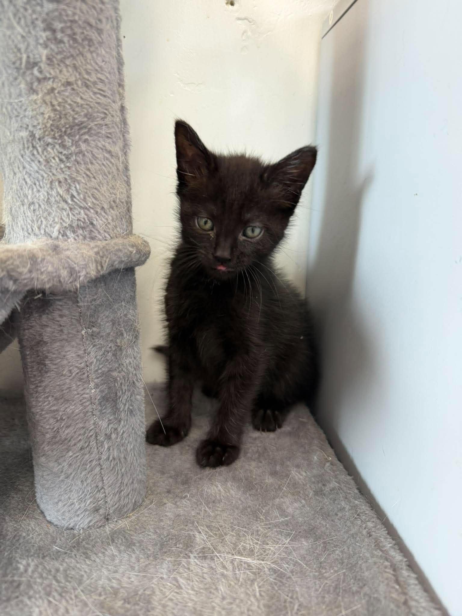 Enlarge Asteria, a Adoptable Domestic Short Hair in Roosevelt, UT image 5/5