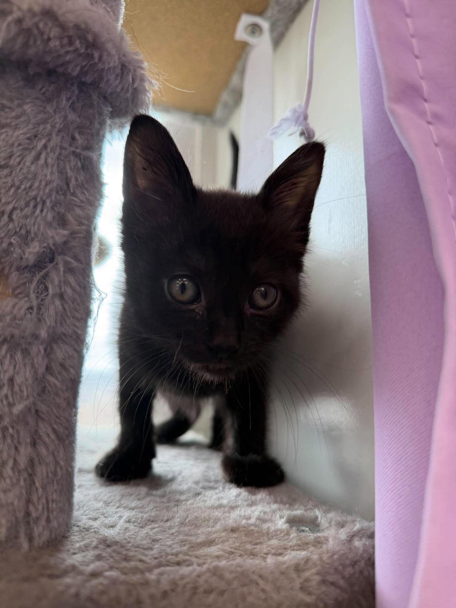 Enlarge Asteria, a Adoptable Domestic Short Hair in Roosevelt, UT image 2/5