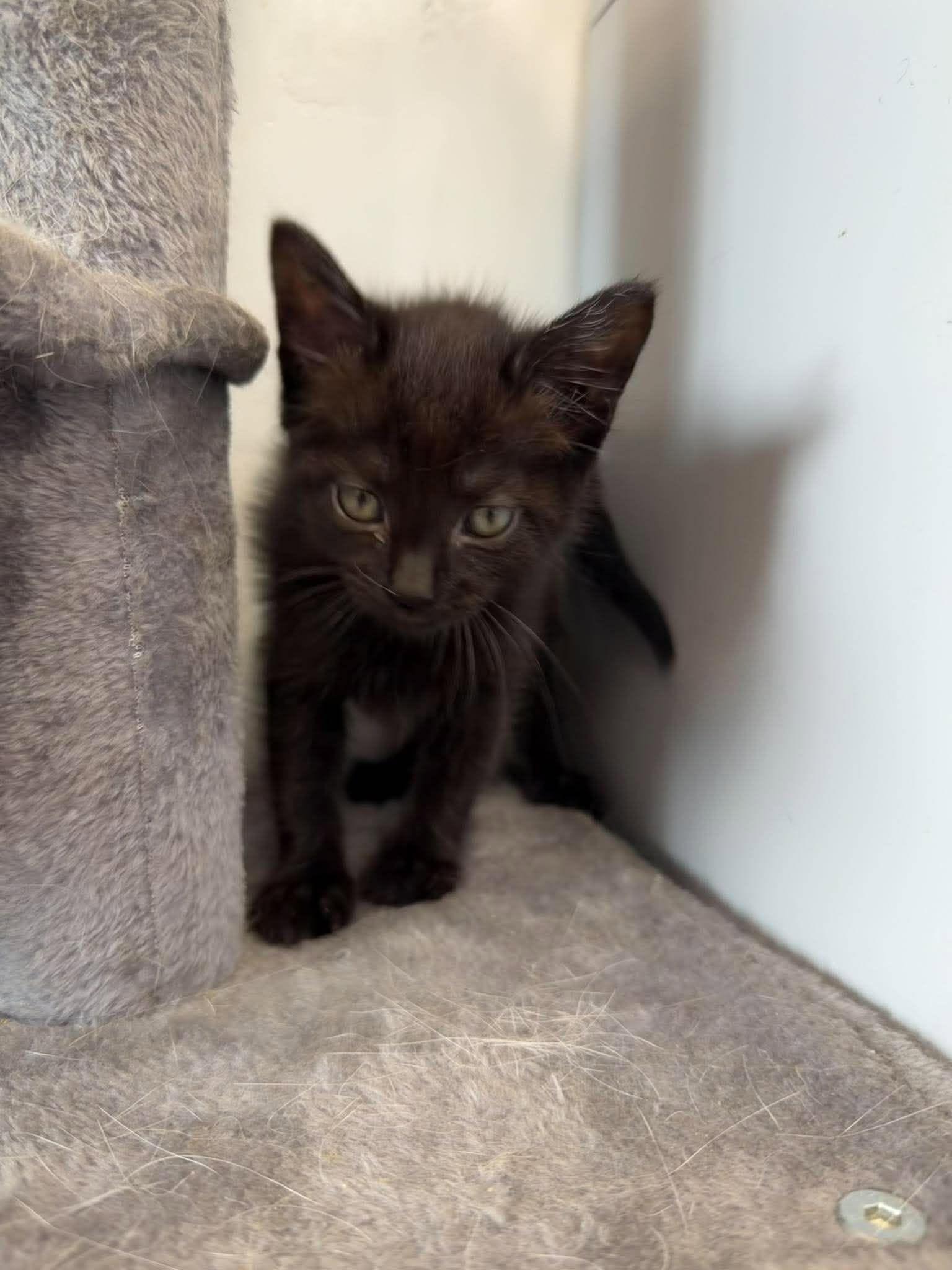 Enlarge Asteria, a Adoptable Domestic Short Hair in Roosevelt, UT image 4/5