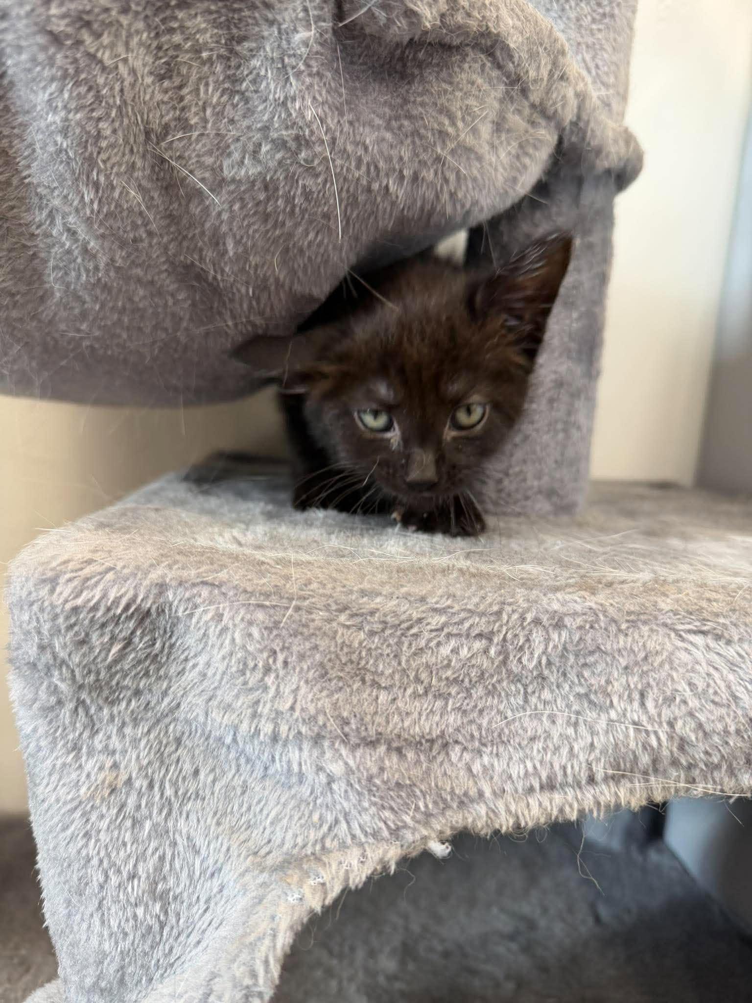 Enlarge Asteria, a Adoptable Domestic Short Hair in Roosevelt, UT image 3/5