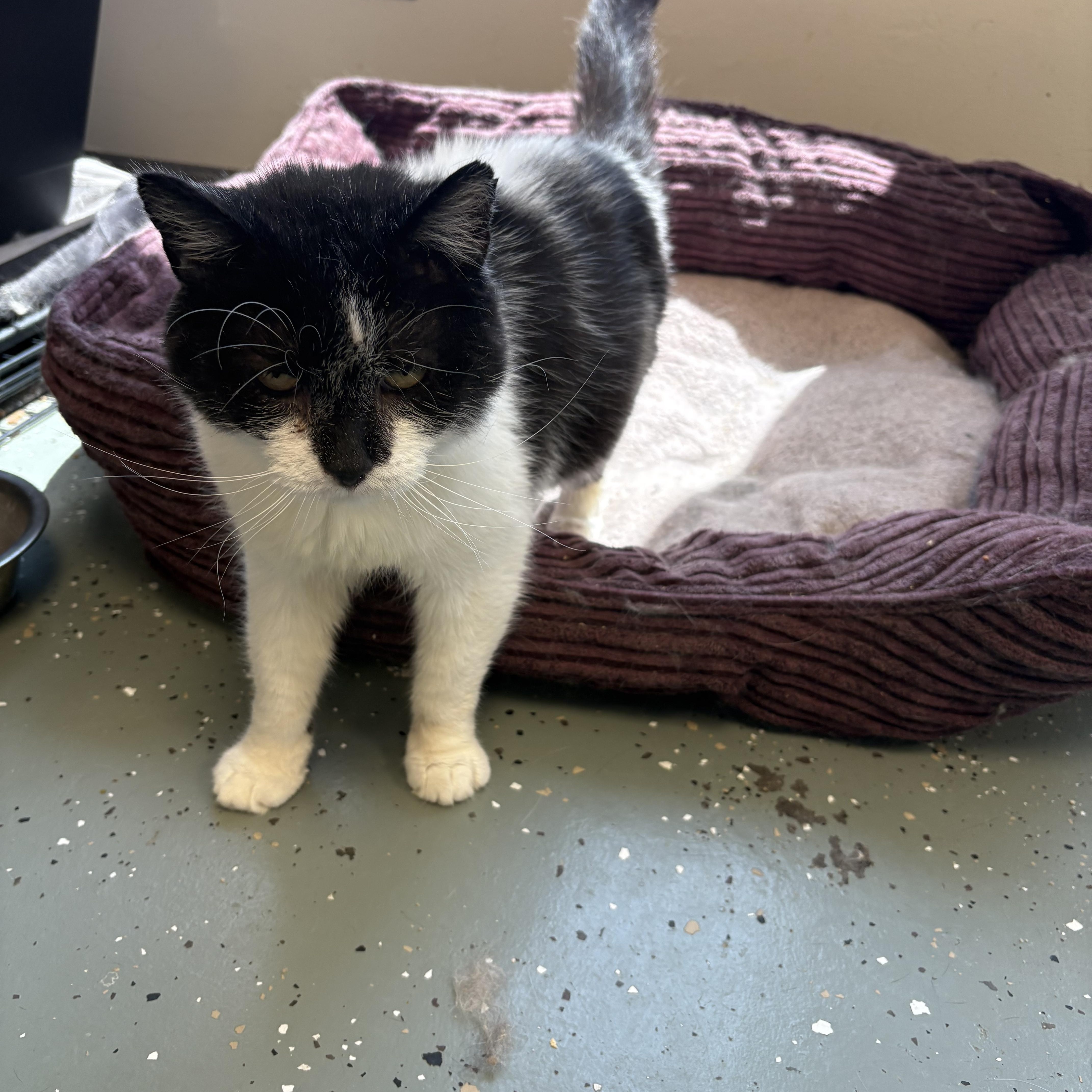 Enlarge Buddy, a Adoptable Domestic Short Hair in Saltville, VA image 1/1