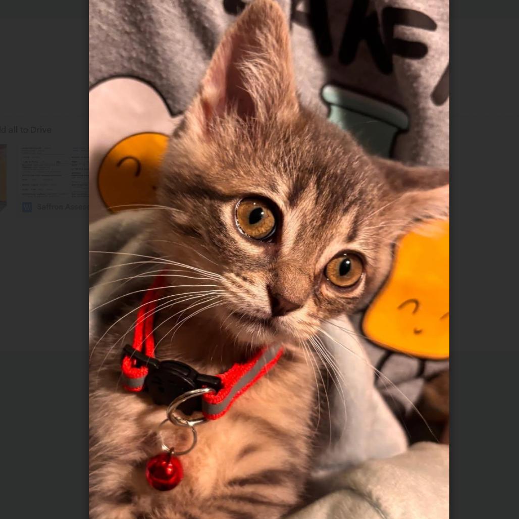 Saffron, Adoptable, Kitten Female Domestic Short Hair.