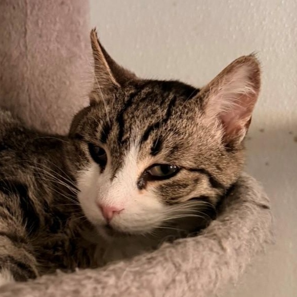 Enlarge Niko, an adopted Domestic Short Hair in Quilcene, WA image 1/2
