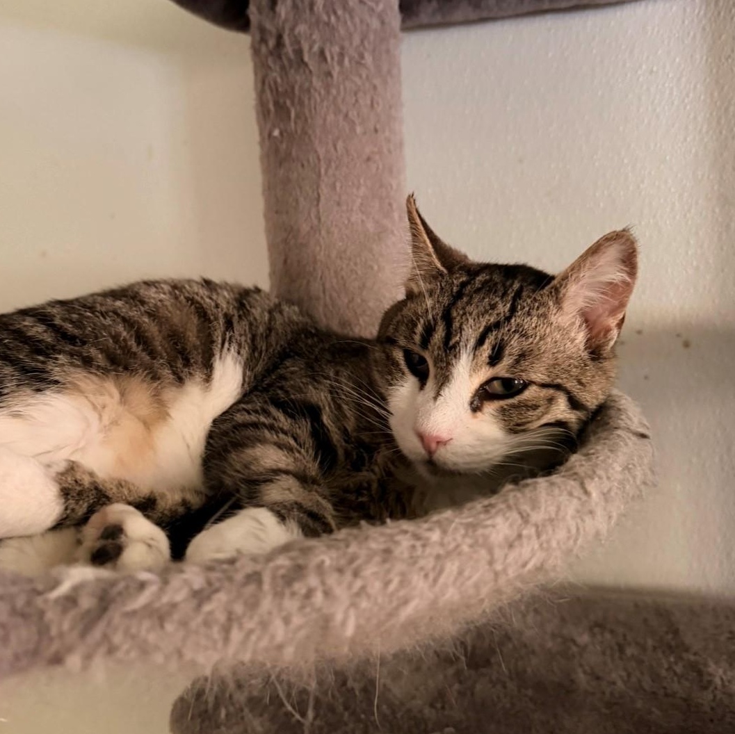 Enlarge Niko, an adopted Domestic Short Hair in Quilcene, WA image 2/2