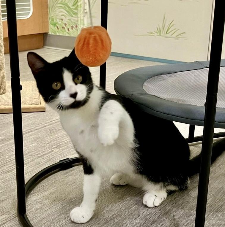 Peony, a Adoptable Domestic Short Hair in Waterford, CT image 5/6