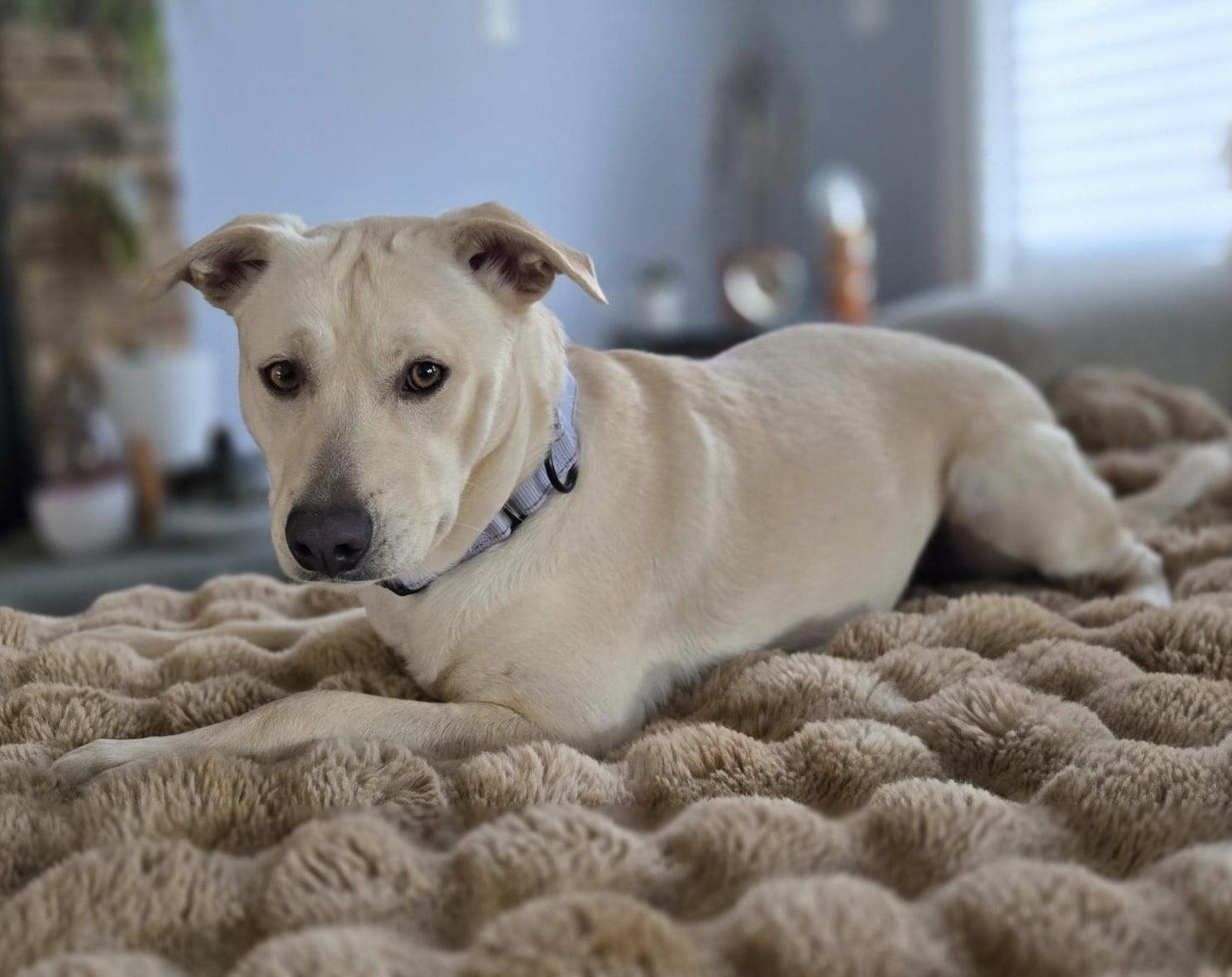 Misty, Adoptable, Puppy Female Labrador Retriever & Shepherd.