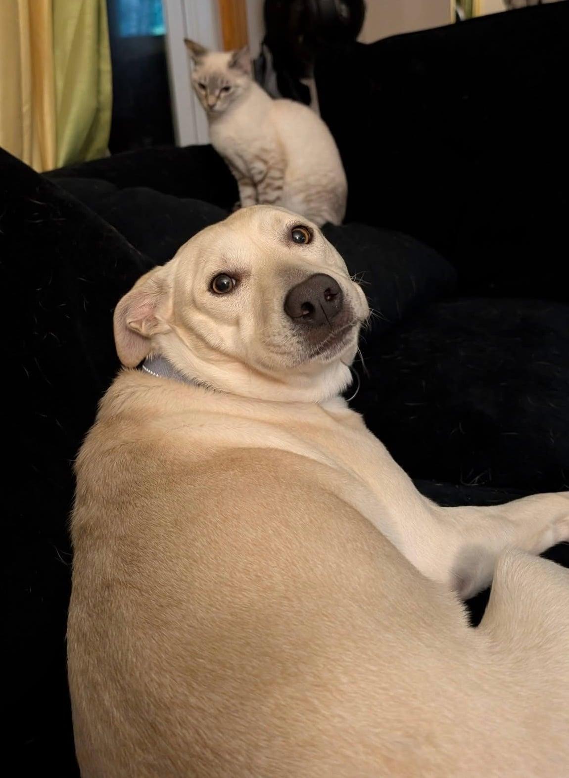 Enlarge Misty, a Adoptable mixed breed in Columbia, MD image 2/3