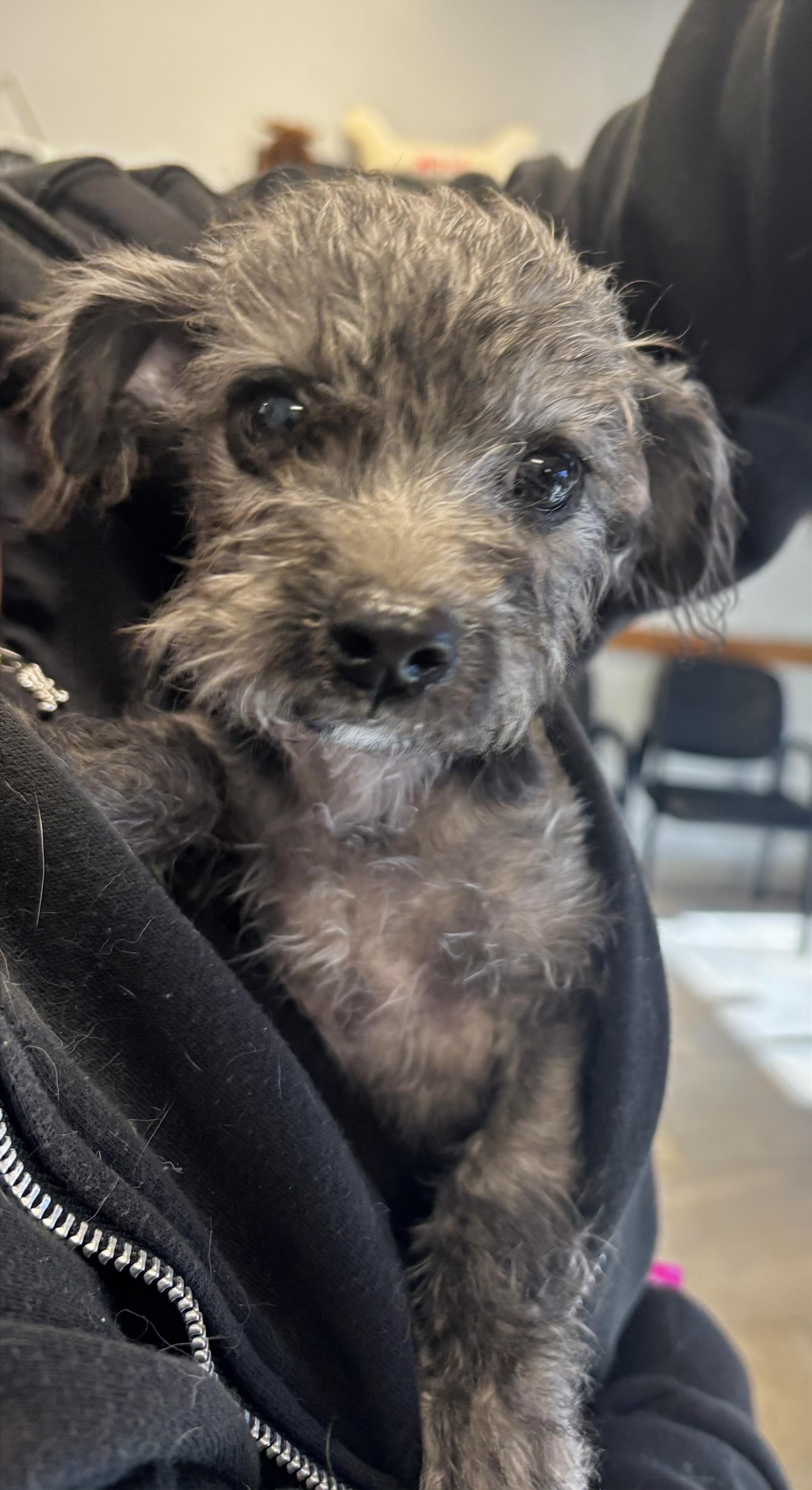 Enlarge Mikey, a Adoptable mixed breed in Phoenix, AZ image 1/1