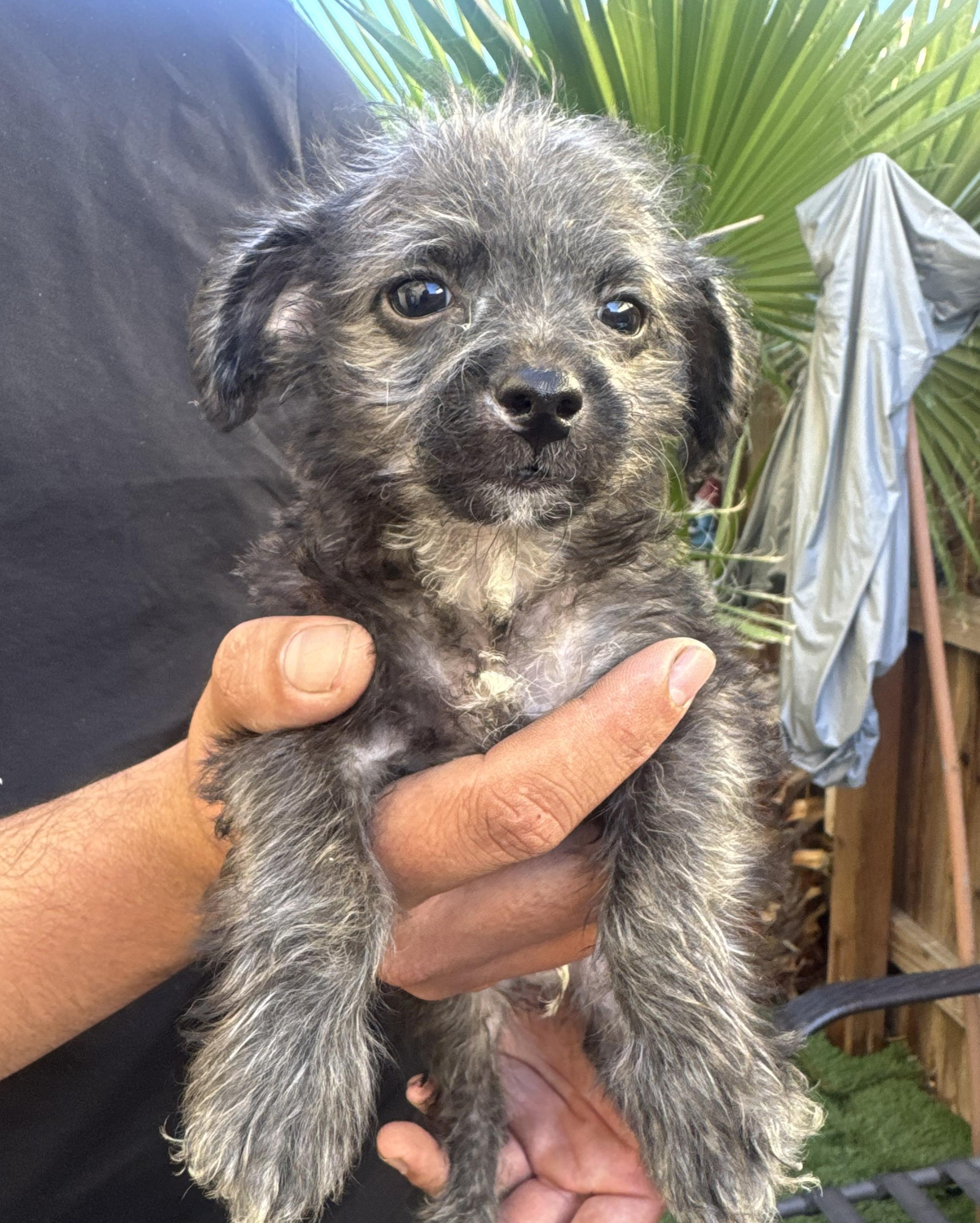 Enlarge Mikey, a Adoptable mixed breed in Phoenix, AZ image 1/1