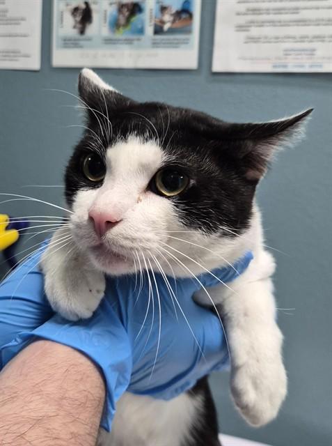 Enlarge FELIX, a Adoptable Domestic Short Hair in Newton, NC image 1/1