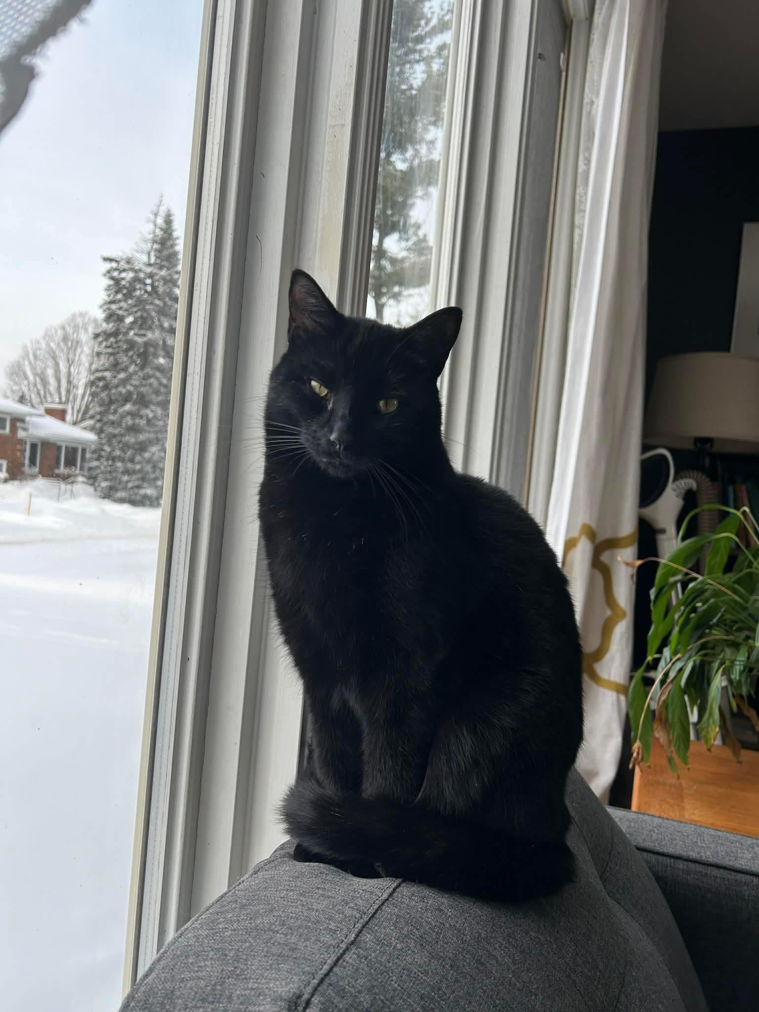 Enlarge Edgar, a ADOPTABLE Domestic Short Hair in Ashton, ON image 1/3