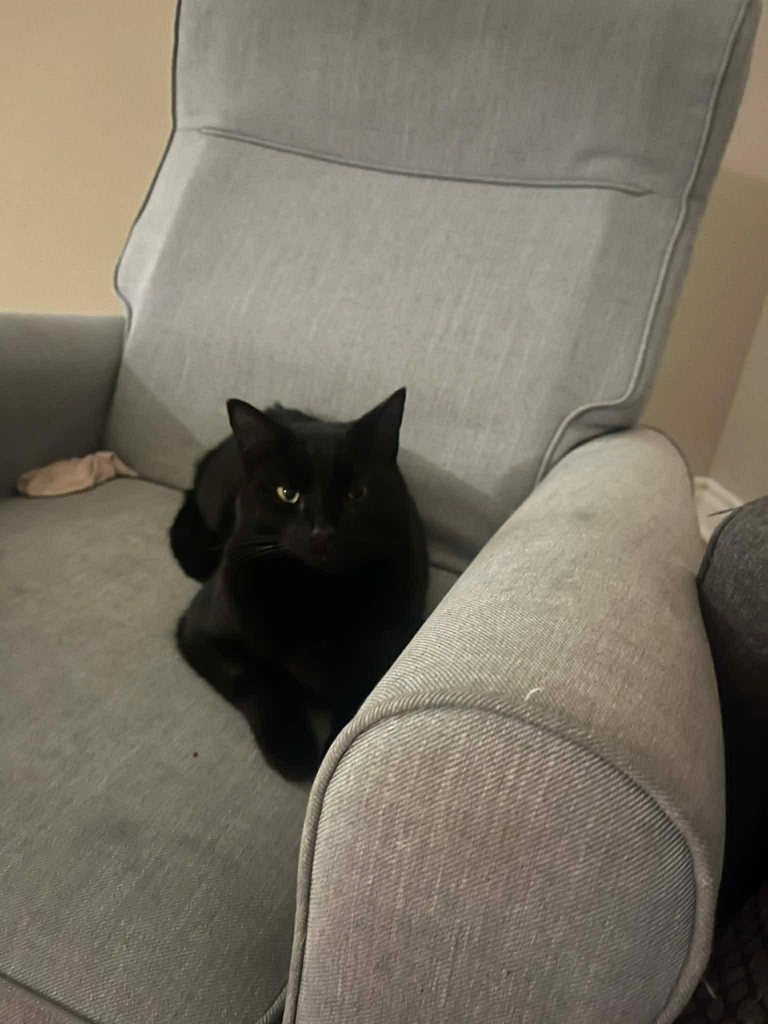 Enlarge Edgar, a ADOPTABLE Domestic Short Hair in Ashton, ON image 2/3