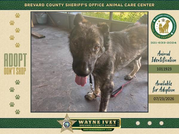 Sergio, Adoptable, Adult Male Mixed Breed.