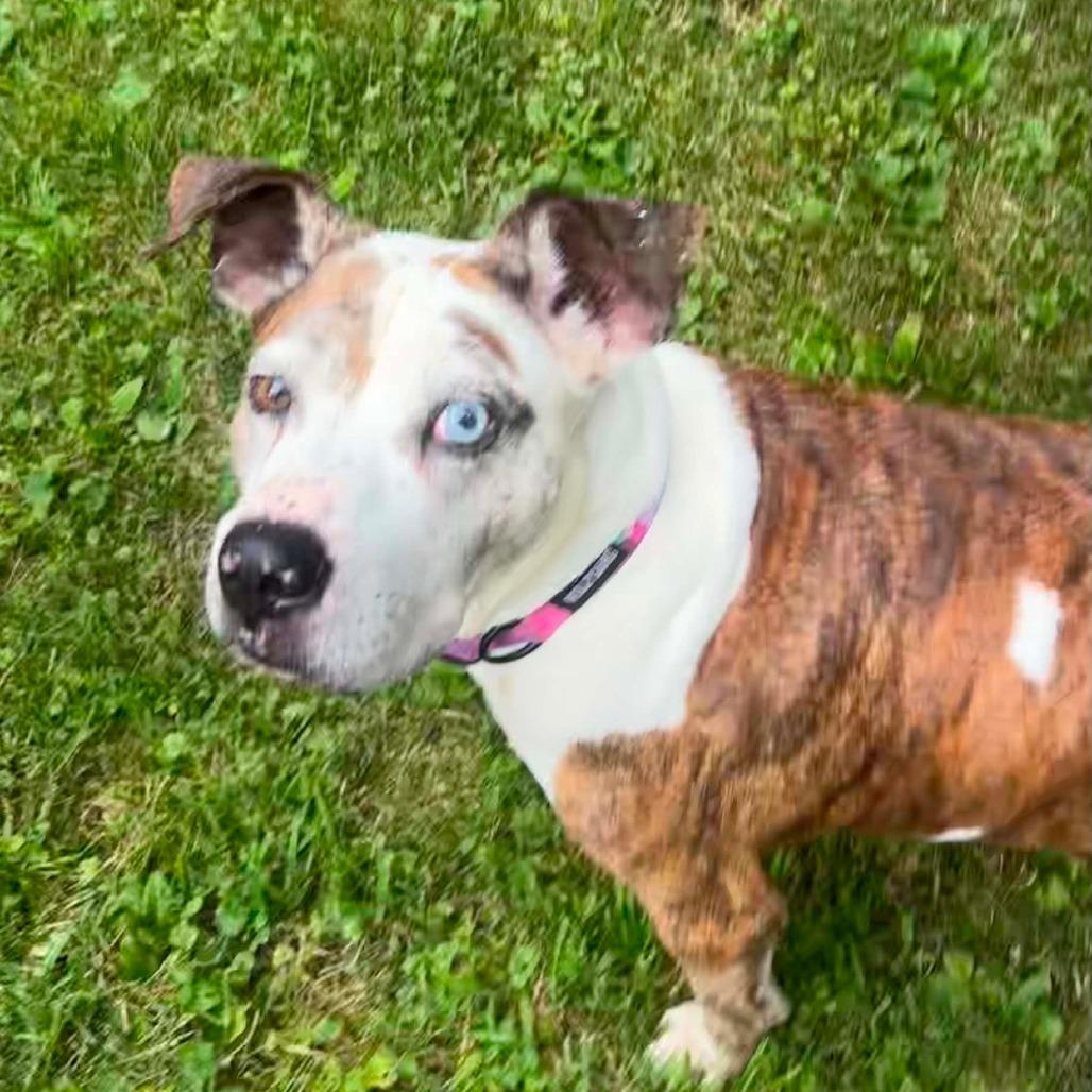 Linus, Adoptable, Senior Male Mixed Breed.