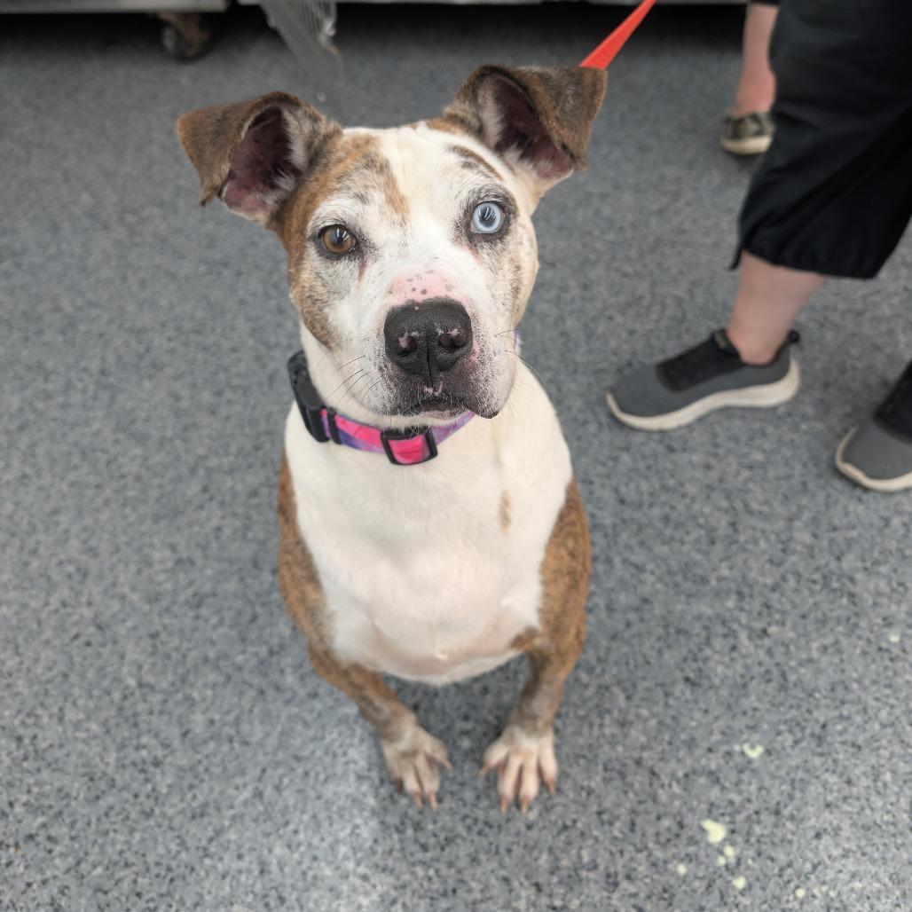 Enlarge Linus, a Adoptable Mixed Breed in DeKalb, IL image 2/6