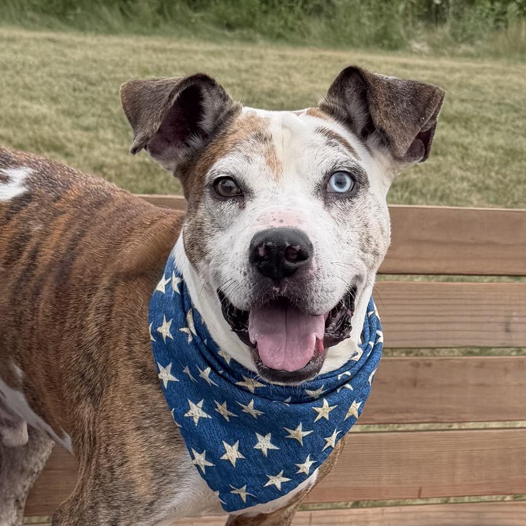 Enlarge Linus, a Adoptable Mixed Breed in DeKalb, IL image 3/6