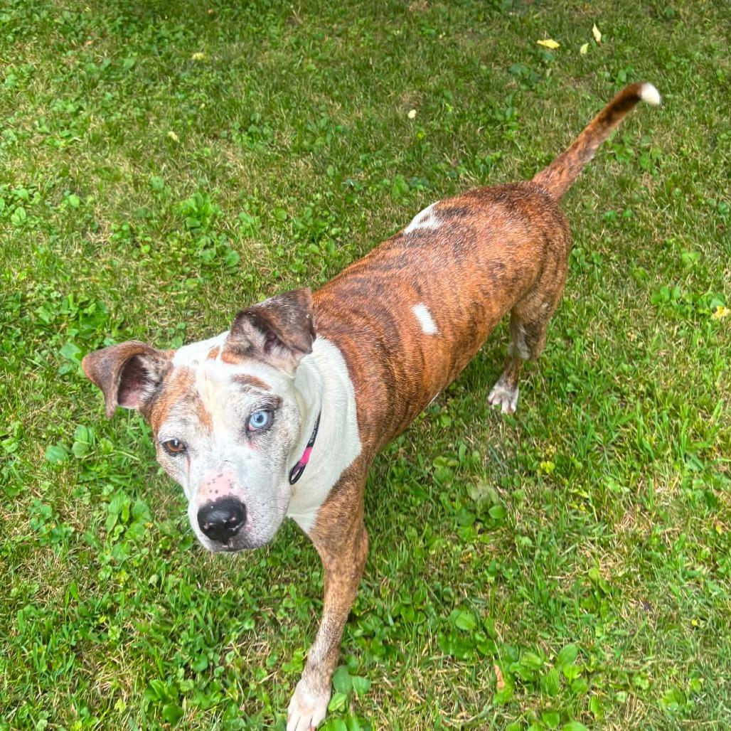 Enlarge Linus, a Adoptable Mixed Breed in DeKalb, IL image 4/6