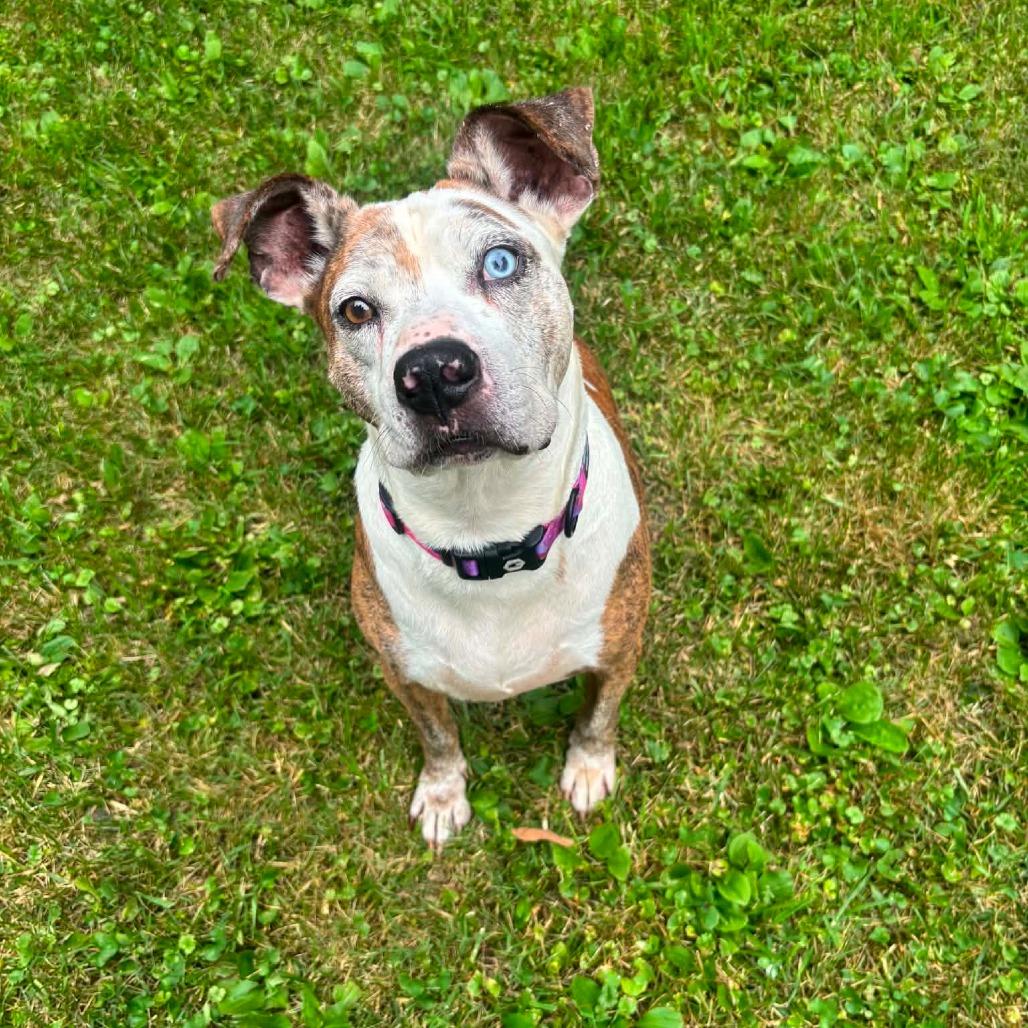 Enlarge Linus, a Adoptable Mixed Breed in DeKalb, IL image 5/6
