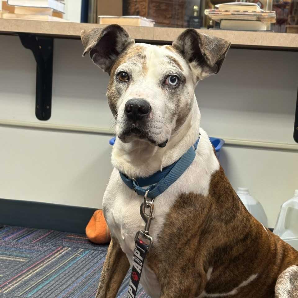 Enlarge Linus, a Adoptable Mixed Breed in DeKalb, IL image 6/6