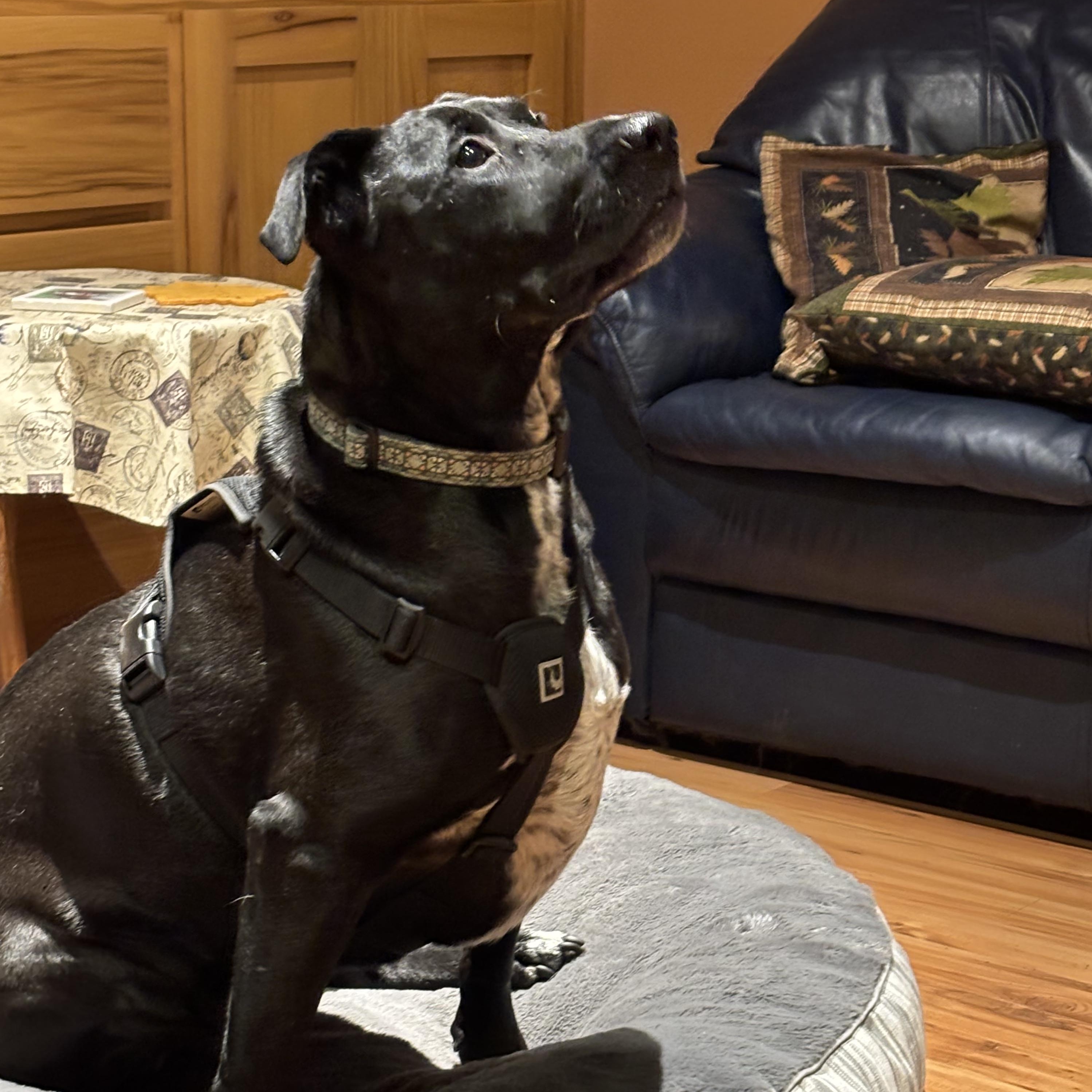 BUDDY - BR, a Adoptable mixed breed in Burlington, WA image 5/6