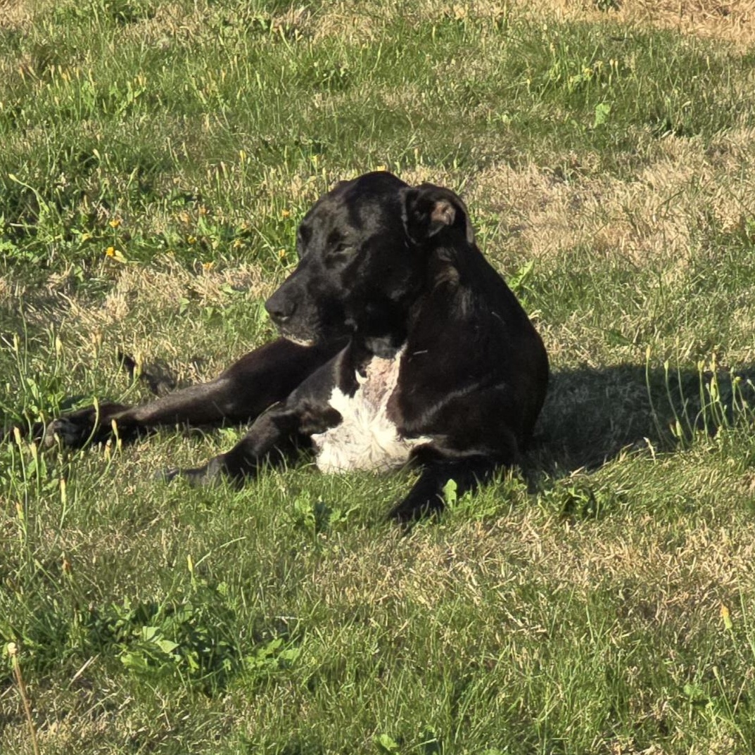 BUDDY - BR, a Adoptable mixed breed in Burlington, WA image 4/6