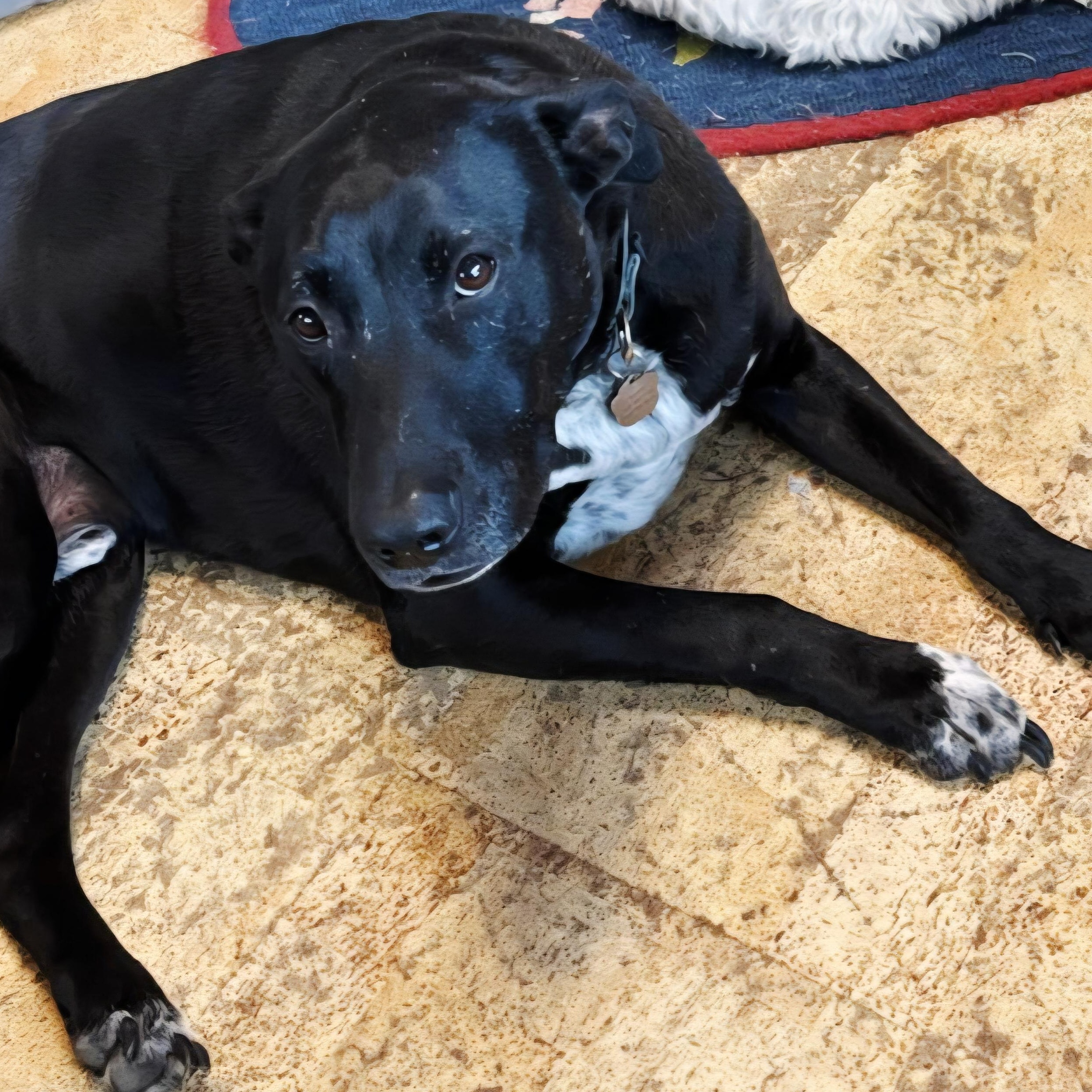 BUDDY - BR, a Adoptable mixed breed in Burlington, WA image 6/6