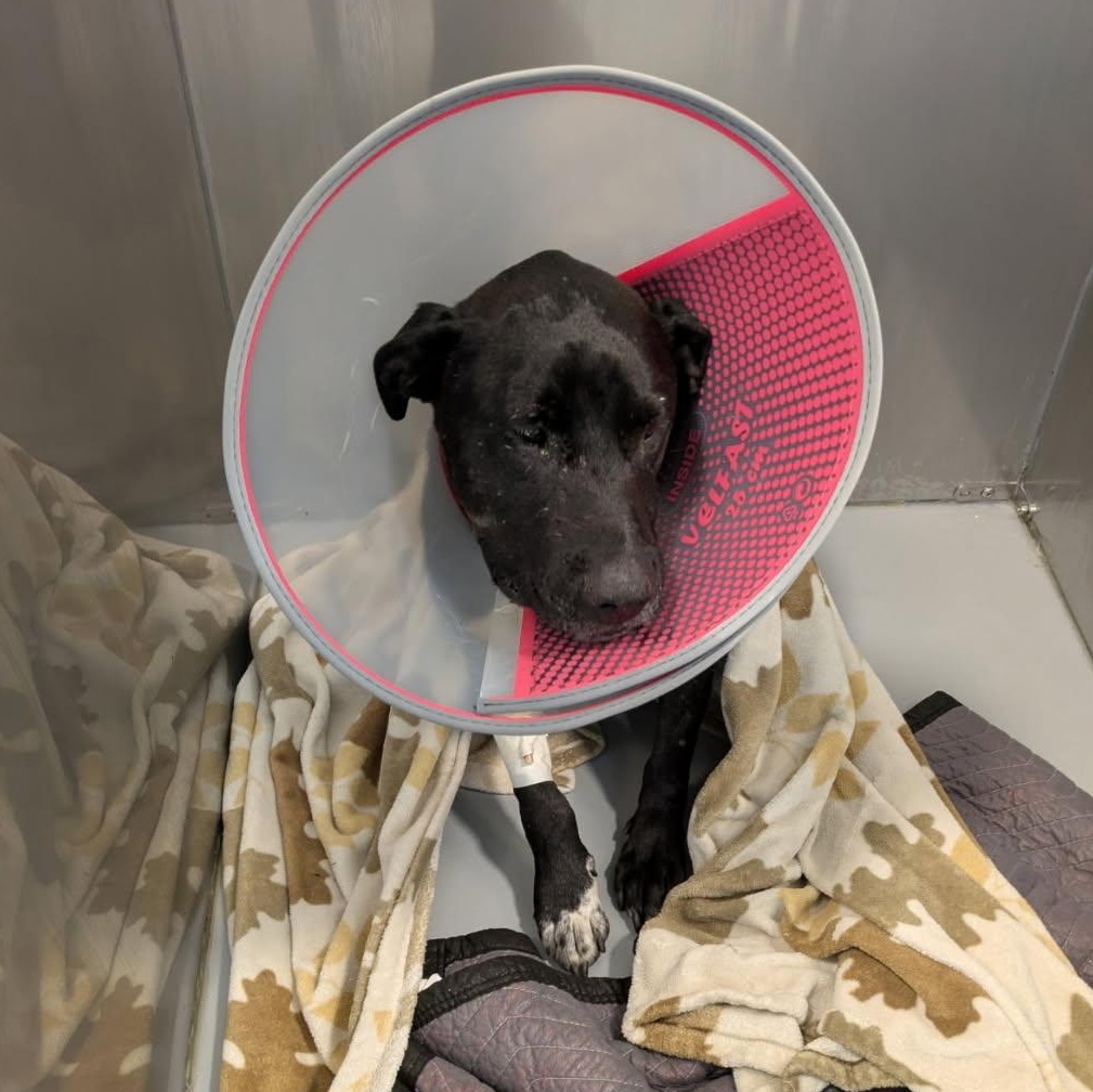 BUDDY - BR, a Adoptable mixed breed in Burlington, WA image 3/6