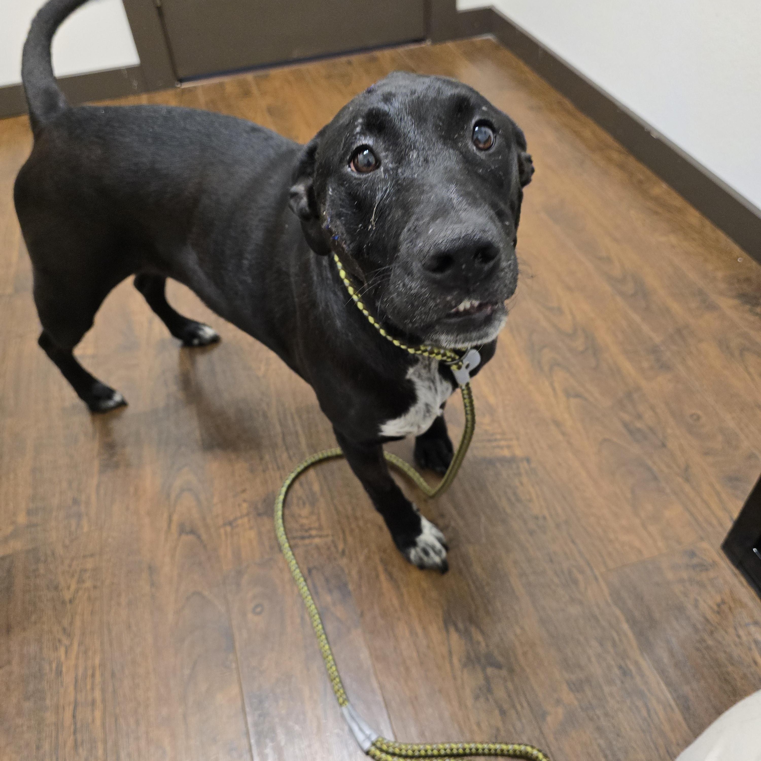 BUDDY - BR, a Adoptable mixed breed in Burlington, WA image 4/6