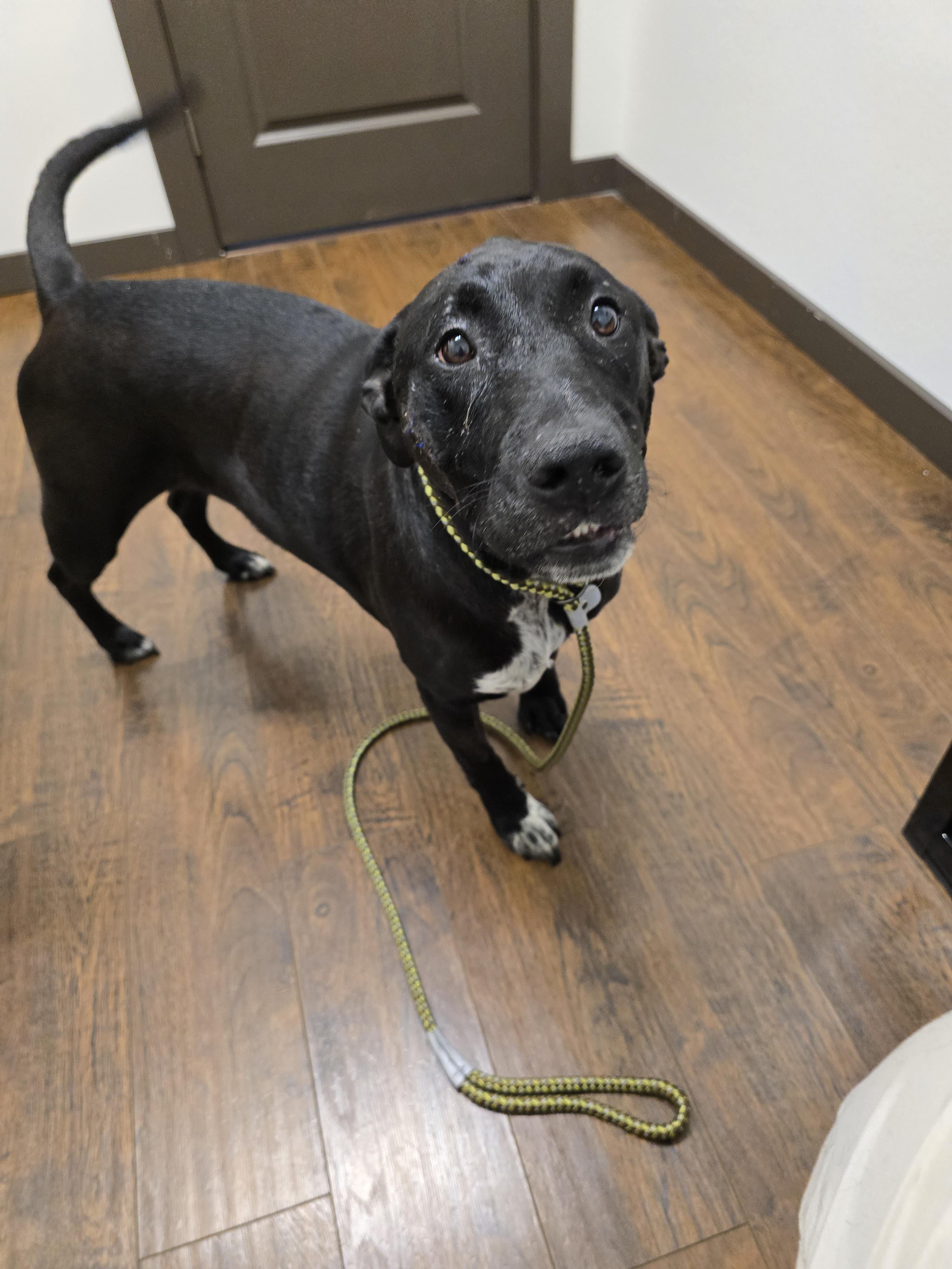 BUDDY - BR, a Adoptable mixed breed in Burlington, WA image 1/6