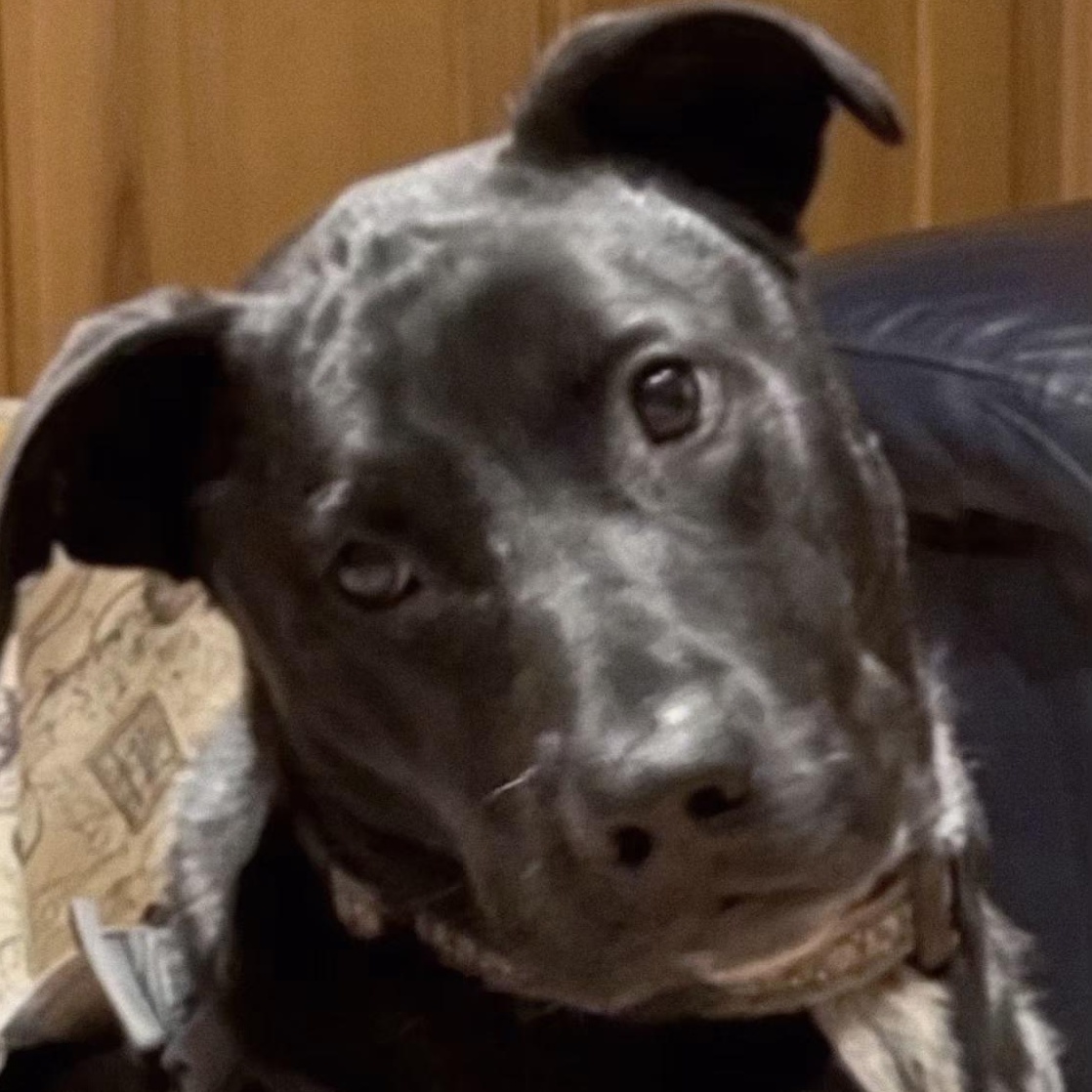 BUDDY - BR, a Adoptable mixed breed in Burlington, WA image 2/6