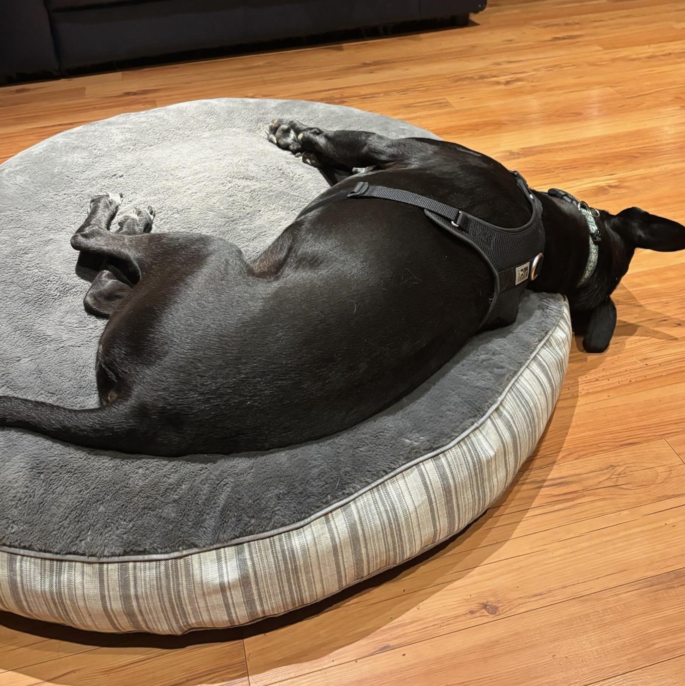 BUDDY - BR, a Adoptable mixed breed in Burlington, WA image 6/6