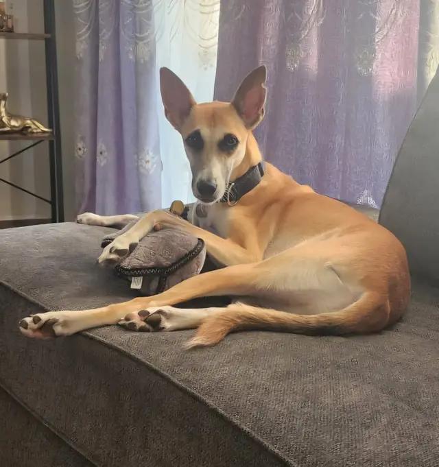 Enlarge Azyr, a Adoptable mixed breed in Tarpon Springs, FL image 1/6