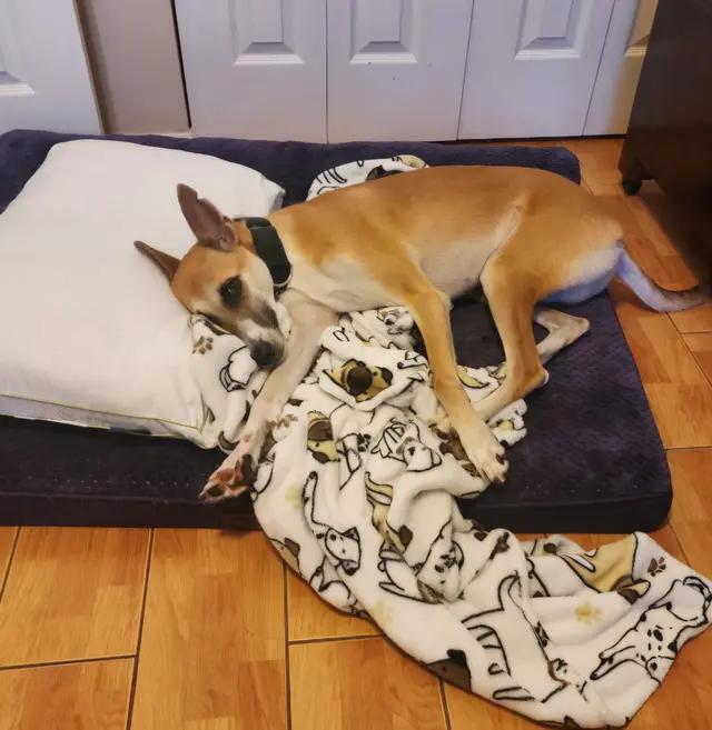 Enlarge Azyr, a Adoptable mixed breed in Tarpon Springs, FL image 2/6