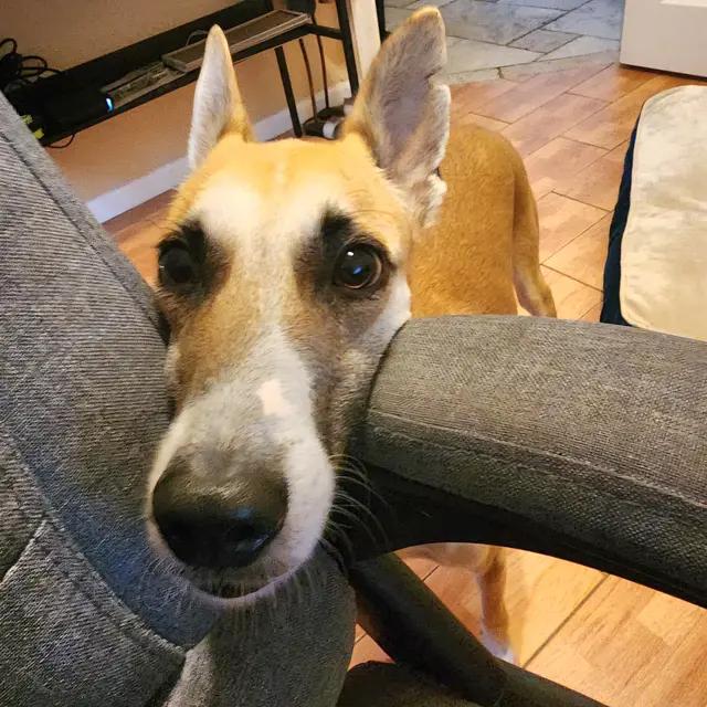 Enlarge Azyr, a Adoptable mixed breed in Tarpon Springs, FL image 4/6