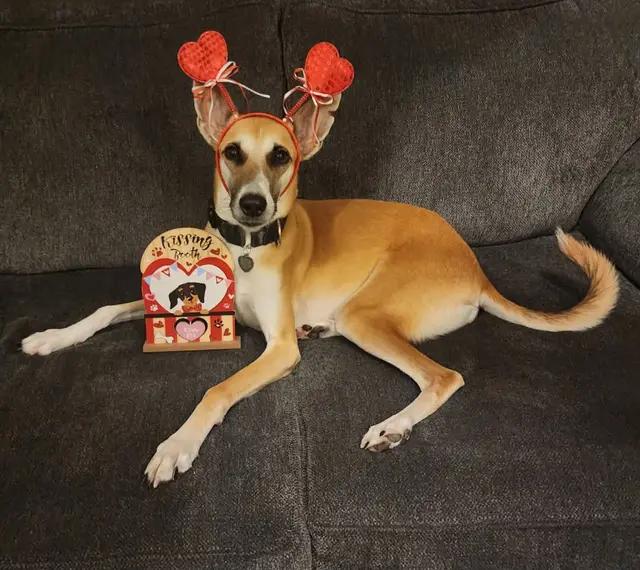 Enlarge Azyr, a Adoptable mixed breed in Tarpon Springs, FL image 5/6