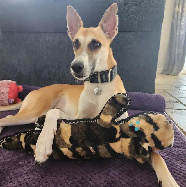 Enlarge Azyr, a Adoptable mixed breed in Tarpon Springs, FL image 6/6