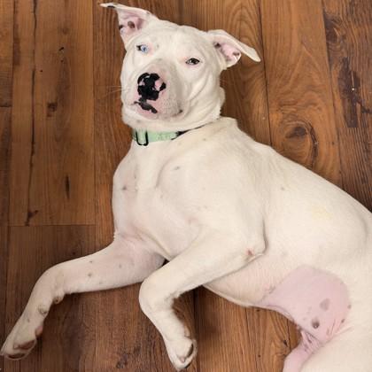 Enlarge Bonita, a Adoptable mixed breed in Dallas, TX image 1/5