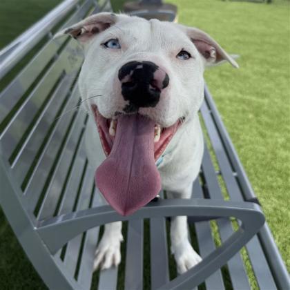 Enlarge Bonita, a Adoptable mixed breed in Dallas, TX image 3/5