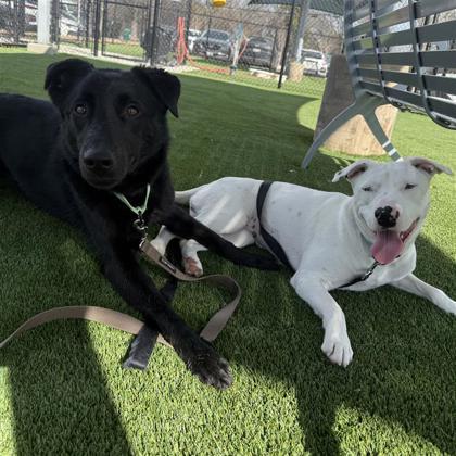 Enlarge Bonita, a Adoptable mixed breed in Dallas, TX image 5/5